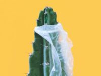 Torn condom on cactus