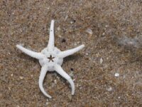 Bleached white starfish on sand